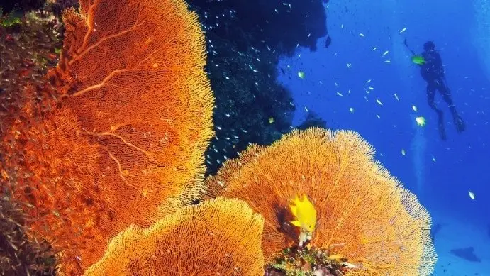 PADI Coral Reef Conservation