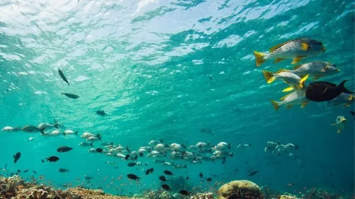 Project AWARE Fish Identification